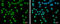 SET Domain Containing 1A, Histone Lysine Methyltransferase antibody, GTX130194, GeneTex, Immunocytochemistry image 