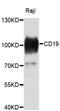 CD19 antibody, abx126855, Abbexa, Western Blot image 