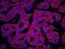 Lysyl-TRNA Synthetase antibody, NB100-1719, Novus Biologicals, Immunofluorescence image 