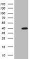 MAGE Family Member B3 antibody, MA5-27049, Invitrogen Antibodies, Western Blot image 