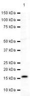 Gamma-synuclein antibody, PA5-19746, Invitrogen Antibodies, Western Blot image 