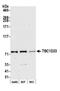 TBC1 Domain Family Member 23 antibody, NBP2-76821, Novus Biologicals, Western Blot image 