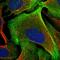 Palladin, Cytoskeletal Associated Protein antibody, HPA035905, Atlas Antibodies, Immunofluorescence image 