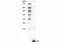 Interleukin 3 antibody, B02435, Boster Biological Technology, Western Blot image 