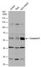 Caspase 8 antibody, PA5-77888, Invitrogen Antibodies, Western Blot image 
