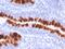 FAS antibody, AE00224, Aeonian Biotech, Immunohistochemistry frozen image 