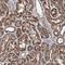 Actin Related Protein 6 antibody, NBP1-89000, Novus Biologicals, Immunohistochemistry frozen image 