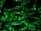 Keratin 8 antibody, GTX29219, GeneTex, Immunohistochemistry frozen image 