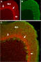 Sodium Voltage-Gated Channel Alpha Subunit 1 antibody, GTX54841, GeneTex, Immunohistochemistry frozen image 