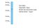 Transcription Factor AP-2 Gamma antibody, ARP38284_T100, Aviva Systems Biology, Western Blot image 