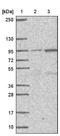 GPI ethanolamine phosphate transferase 1 antibody, NBP1-81248, Novus Biologicals, Western Blot image 