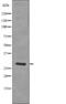 Linker For Activation Of T Cells antibody, abx216525, Abbexa, Western Blot image 