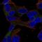 GTPase Activating Rap/RanGAP Domain Like 3 antibody, HPA074886, Atlas Antibodies, Immunofluorescence image 