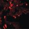 Enhancer Of Zeste 1 Polycomb Repressive Complex 2 Subunit antibody, PA5-21137, Invitrogen Antibodies, Immunofluorescence image 