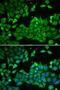 Aldehyde Dehydrogenase 3 Family Member A1 antibody, LS-C748333, Lifespan Biosciences, Immunofluorescence image 