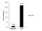 Tet Methylcytosine Dioxygenase 2 antibody, GTX124205, GeneTex, Chromatin Immunoprecipitation image 