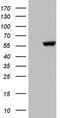 MAPK Activated Protein Kinase 5 antibody, NBP2-45753, Novus Biologicals, Western Blot image 