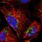 Dihydropyrimidinase Like 4 antibody, NBP2-13937, Novus Biologicals, Immunofluorescence image 