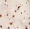 IQ Motif Containing J antibody, LS-C165279, Lifespan Biosciences, Immunohistochemistry paraffin image 