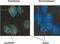 Firefly Luciferase antibody, NB600-307, Novus Biologicals, Immunohistochemistry paraffin image 