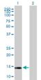 Glutaredoxin 2 antibody, H00051022-B02P, Novus Biologicals, Western Blot image 