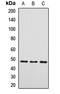 Pyruvate Dehydrogenase Kinase 3 antibody, LS-C668212, Lifespan Biosciences, Western Blot image 