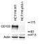 Prominin-1 antibody, TA309943, Origene, Western Blot image 