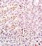 High Mobility Group Box 1 antibody, orb10828, Biorbyt, Immunohistochemistry paraffin image 