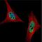 Q62189 antibody, NBP2-53095, Novus Biologicals, Immunofluorescence image 