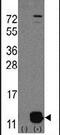 Phosphohistidine Phosphatase 1 antibody, PA5-12295, Invitrogen Antibodies, Western Blot image 