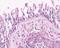 Olfactory receptor 2A4 antibody, NLS3900, Novus Biologicals, Immunohistochemistry frozen image 