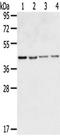 G Protein-Coupled Receptor 15 antibody, TA351778, Origene, Western Blot image 