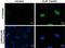 H2A Histone Family Member X antibody, GTX628996, GeneTex, Immunocytochemistry image 