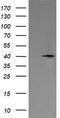 p38 MAPK antibody, LS-C174552, Lifespan Biosciences, Western Blot image 