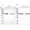 Dynactin Subunit 2 antibody, NBP1-85277, Novus Biologicals, Western Blot image 