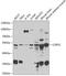 COP9 Signalosome Subunit 2 antibody, GTX64652, GeneTex, Western Blot image 