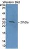 Cell Division Cycle 42 antibody, LS-C373280, Lifespan Biosciences, Western Blot image 