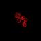 Complement Component 4 Binding Protein Beta antibody, orb341049, Biorbyt, Immunofluorescence image 