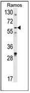 Decapping MRNA 1B antibody, AP51201PU-N, Origene, Western Blot image 
