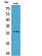 Fibroblast Growth Factor 16 antibody, PA5-51115, Invitrogen Antibodies, Western Blot image 