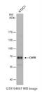 Checkpoint with forkhead and RING finger domains protein antibody, NBP1-30986, Novus Biologicals, Western Blot image 