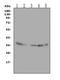 Annexin A4 antibody, LS-C312260, Lifespan Biosciences, Western Blot image 