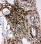 Phospholipid Transfer Protein antibody, LS-C313327, Lifespan Biosciences, Immunohistochemistry frozen image 