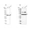 Hydroxyacyl-CoA Dehydrogenase Trifunctional Multienzyme Complex Subunit Beta antibody, NBP2-56259, Novus Biologicals, Western Blot image 