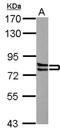 Cortactin antibody, NBP2-15971, Novus Biologicals, Western Blot image 