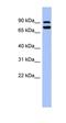 SRY-Box 6 antibody, orb330078, Biorbyt, Western Blot image 