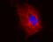 Tubulin antibody, LS-B1867, Lifespan Biosciences, Immunocytochemistry image 