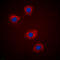 Insulin Receptor Substrate 1 antibody, LS-C358786, Lifespan Biosciences, Immunofluorescence image 