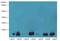 Cytochrome B5 Type B antibody, LS-B15864, Lifespan Biosciences, Western Blot image 