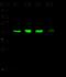 Citrate Synthase antibody, 14083-T46, Sino Biological, Western Blot image 